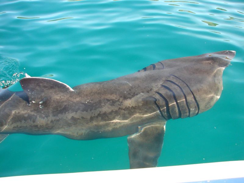 Basking shark