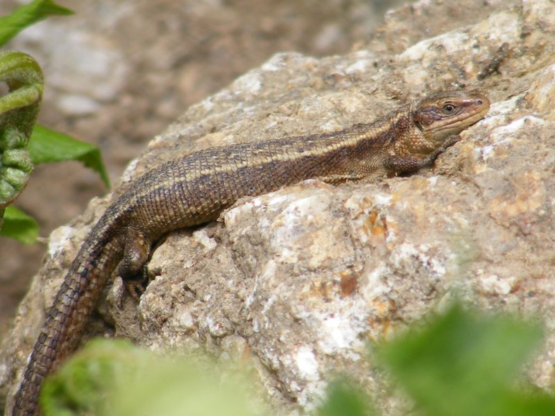Lizard