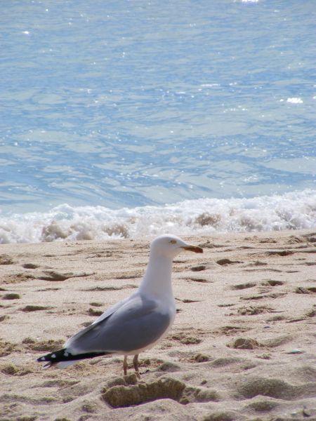 Cornish Seagull
