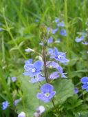 Lamorna Flowers