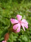 wild flowers