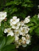 spring time blossom
