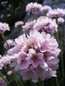 wild flowers