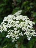 white wild flowers