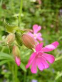 wild flowers