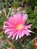 bright pinks