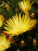 yellow flowers