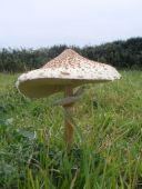 wild mushrooms