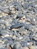 pebbles