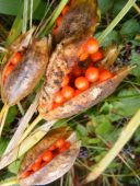 winter berries