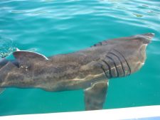 Basking shark