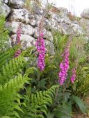 Foxgloves