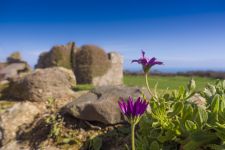 The Dovecote